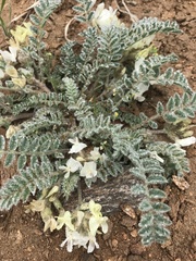 Astragalus parryi