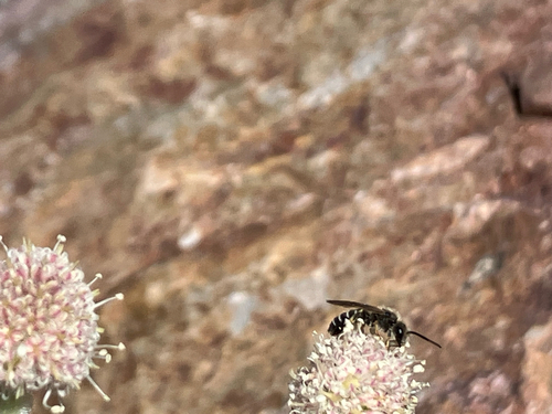 iNaturalist observation photo of Bees and Apoid Wasps