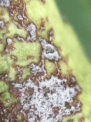 Pucciniaceae