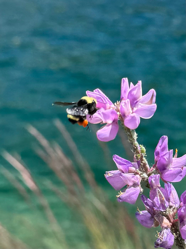 iNaturalist observation photo of Yellow-faced Bumble Bee