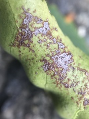 Pucciniaceae