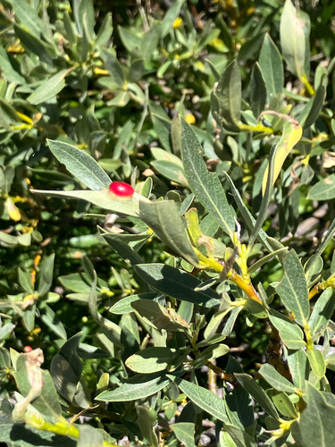iNaturalist observation photo of Willow Apple Gall Sawfly