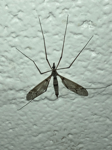 iNaturalist observation photo of Lunatipula