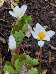 Sanguinaria