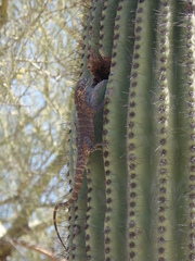 Ctenosaura macrolopha