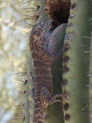 Ctenosaura macrolopha