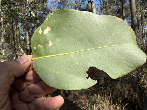 Corymbia henryi, 2026-07-29