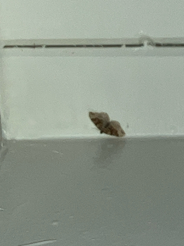 iNaturalist observation photo of Butterflies and Moths