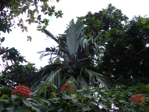 Pelagodoxa mesocarpa, photograph 3