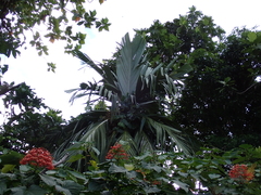 Neal Kelso, CC BY, iNaturalist via GBIF Pelagodoxa mesocarpa, photograph Neal Kelso, CC BY, iNaturalist via GBIF