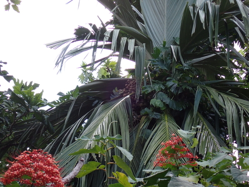 Pelagodoxa mesocarpa, photograph 2