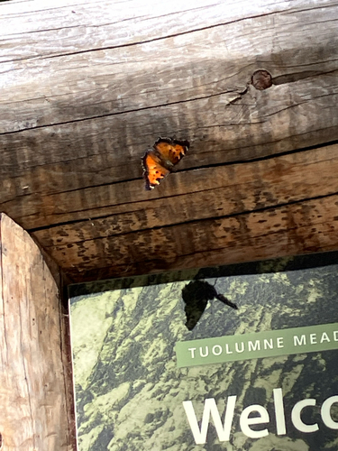 iNaturalist observation photo of California Tortoiseshell
