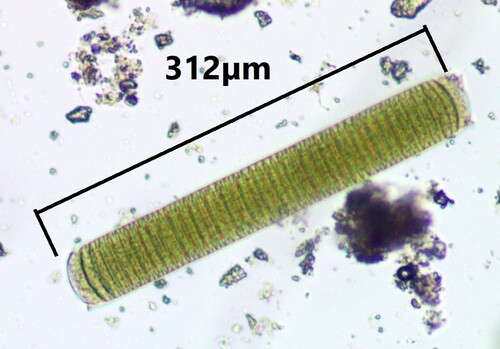 Oscillatoria observed 2026-07-28