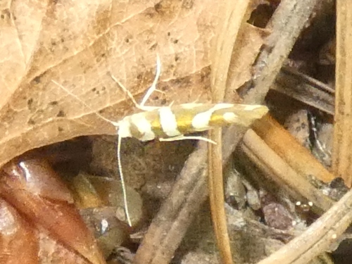 Bronze Alder Moth, Hilversum, Nederland, photo 7 of 10