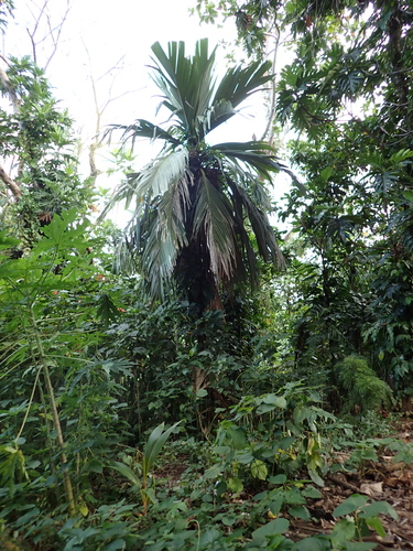 Pelagodoxa mesocarpa, photograph 4