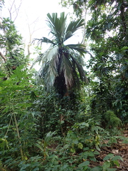 Neal Kelso, CC BY, iNaturalist via GBIF Pelagodoxa mesocarpa, photograph Neal Kelso, CC BY, iNaturalist via GBIF