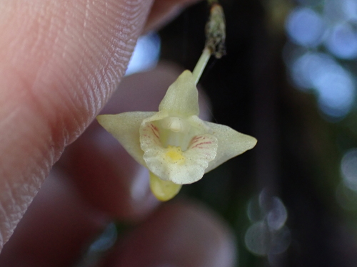 Dendrobium goldfinchii observed 2026-07-06