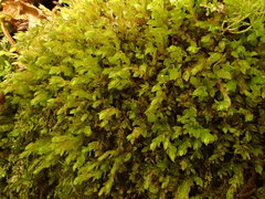 Mnium stellare