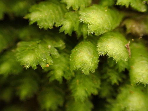 Schistochila pellucida