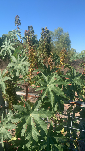 castor bean