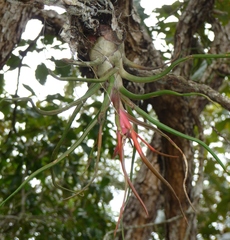 Tillandsia bulbosa