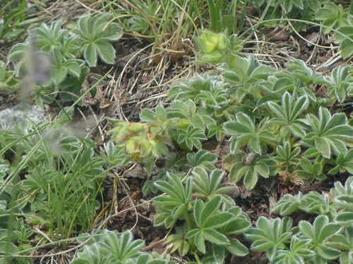 Potentilla nivalis, photograph 6