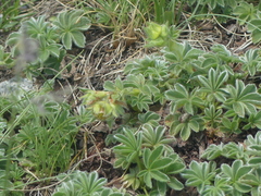 Potentilla nivalis, photograph (c) DDutrey, some rights reserved (CC BY)