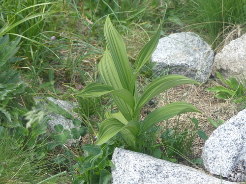 Veratrum album, photograph 5