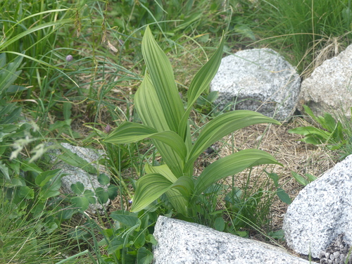 Veratrum album, photograph 6