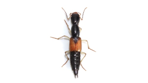 Homaeotarsus cribratus