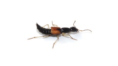 Homaeotarsus cribratus