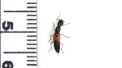 Homaeotarsus cribratus