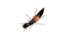 Homaeotarsus cribratus