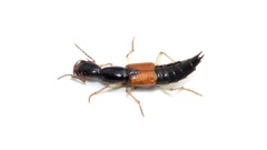 Homaeotarsus cribratus