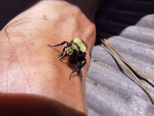 iNaturalist observation photo of Yellow-faced Bumble Bee