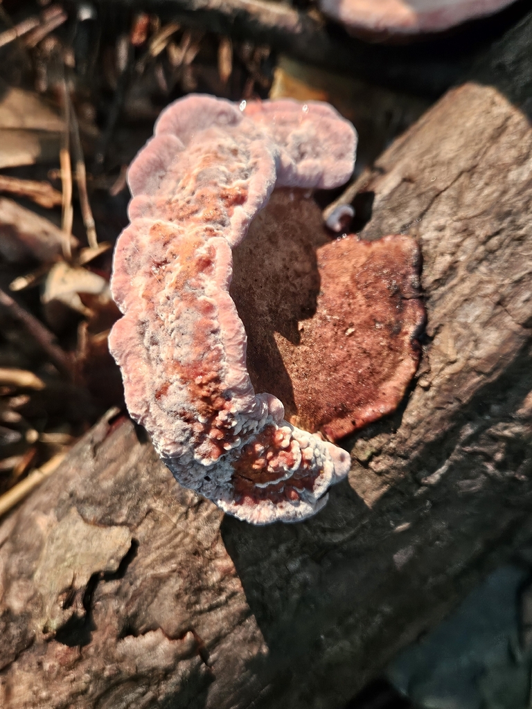 Rosy Conk · July 2026 · photo: Photo: (c) willingarden, some rights reserved (CC BY) · iNaturalist