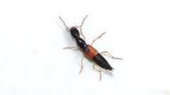 Homaeotarsus cribratus