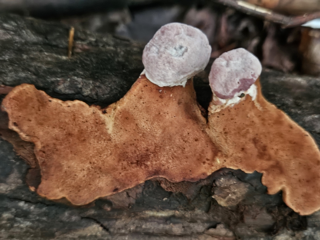 Rosy Conk · July 2026 · photo: Photo: (c) willingarden, some rights reserved (CC BY) · iNaturalist