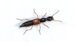 Homaeotarsus cribratus