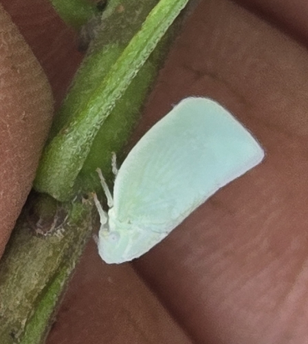 Northern Flatid Planthopper