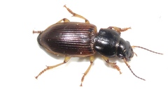 Anisodactylus sanctaecrucis