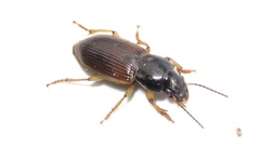 Anisodactylus sanctaecrucis