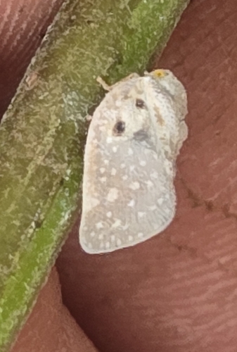 Citrus Flatid Planthopper