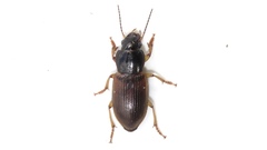 Anisodactylus sanctaecrucis
