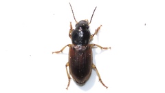 Anisodactylus sanctaecrucis