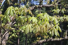 Aesculus turbinata
