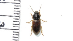 Anisodactylus sanctaecrucis