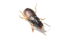 Anisodactylus sanctaecrucis