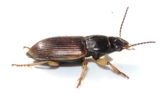 Anisodactylus sanctaecrucis