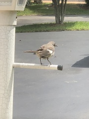 Mimus polyglottos